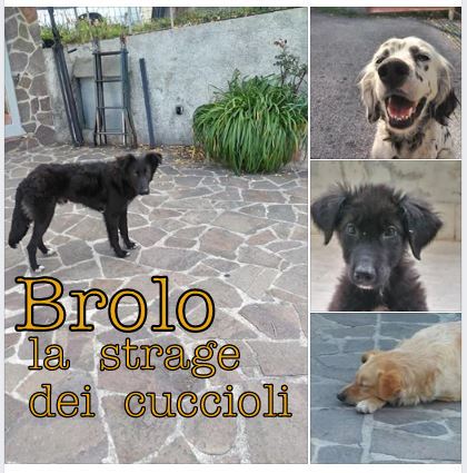 BROLO – Stragi di cani, con bocconi avvelenati, in via Trieste