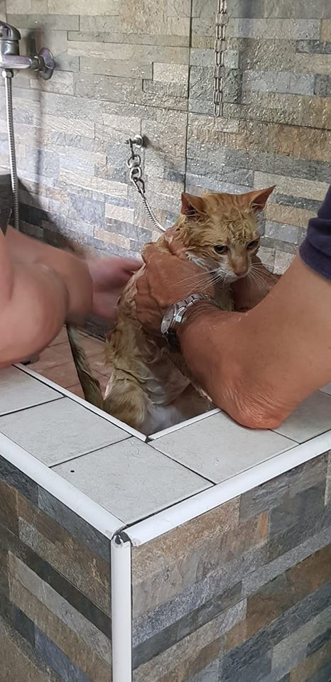 BESTIE DENTRO – Un gatto cosparso di benzina, pronto a diventare una torcia vivente