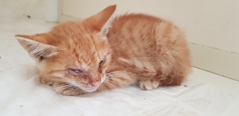 ALTRE STORIE BROLESI – Dai gatti avvelenati al gattino salvato dai carabinieri