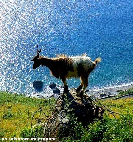LA FOTO – Dove osano le Capre