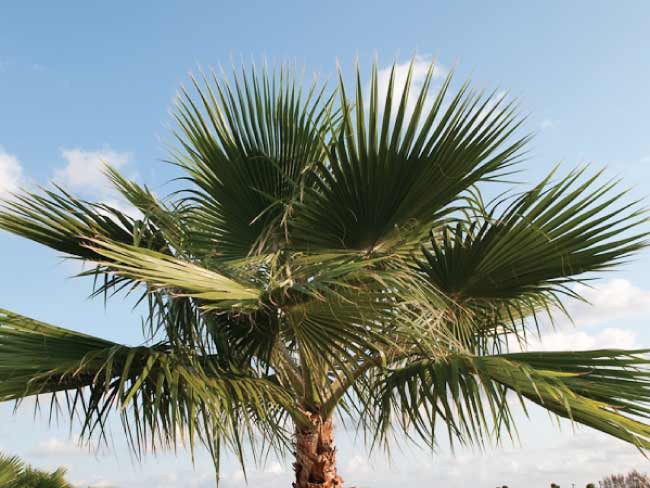 CAPO D’ORLANDO – Nessun allarme punteruolo rosso per le palme sul Lungomare