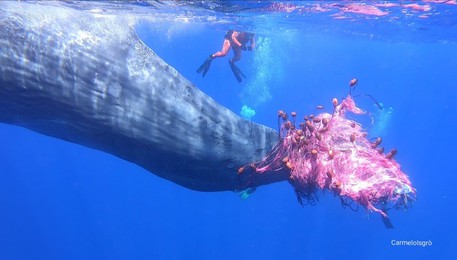 EOLIE – Capodoglio impigliato in rete da pesca illegale
