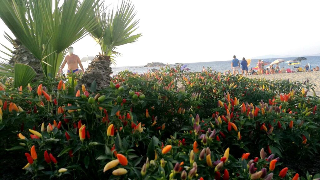 LA FOTO – I peperoncini multicolor sulla spiaggia brolese