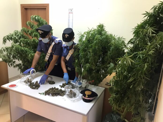 CAPO D’ORLANDO – Coltivava cannabis in terrazzo. Arrestato 45enne