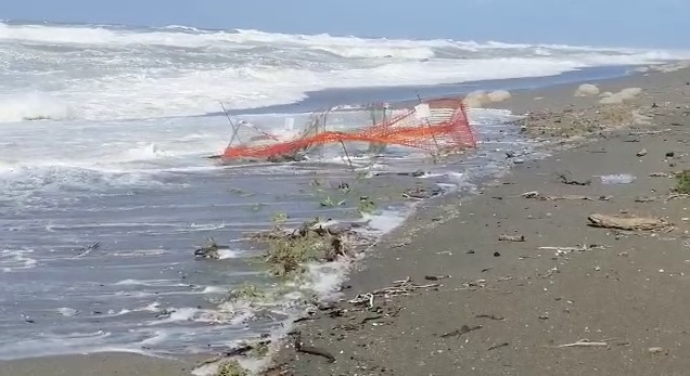 LUNGIMIRANZA – “Ecco perchè era stato necessario spostare quel nido di Caretta Caretta”