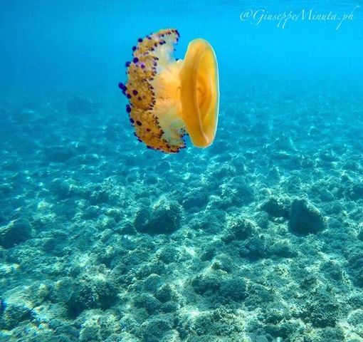 CASSIOPEA – Fotografata nel mare di Capo d’Orlando