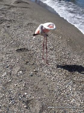 FOTO – Meraviglie di fine estate sulla spiaggia di Brolo