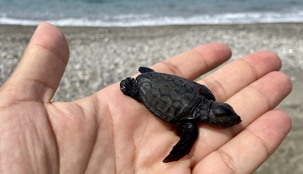 E’ STATO LIBERATO – Il giovanissimo esemplare di tartaruga marina ritrovato sulla spiaggia di Brolo