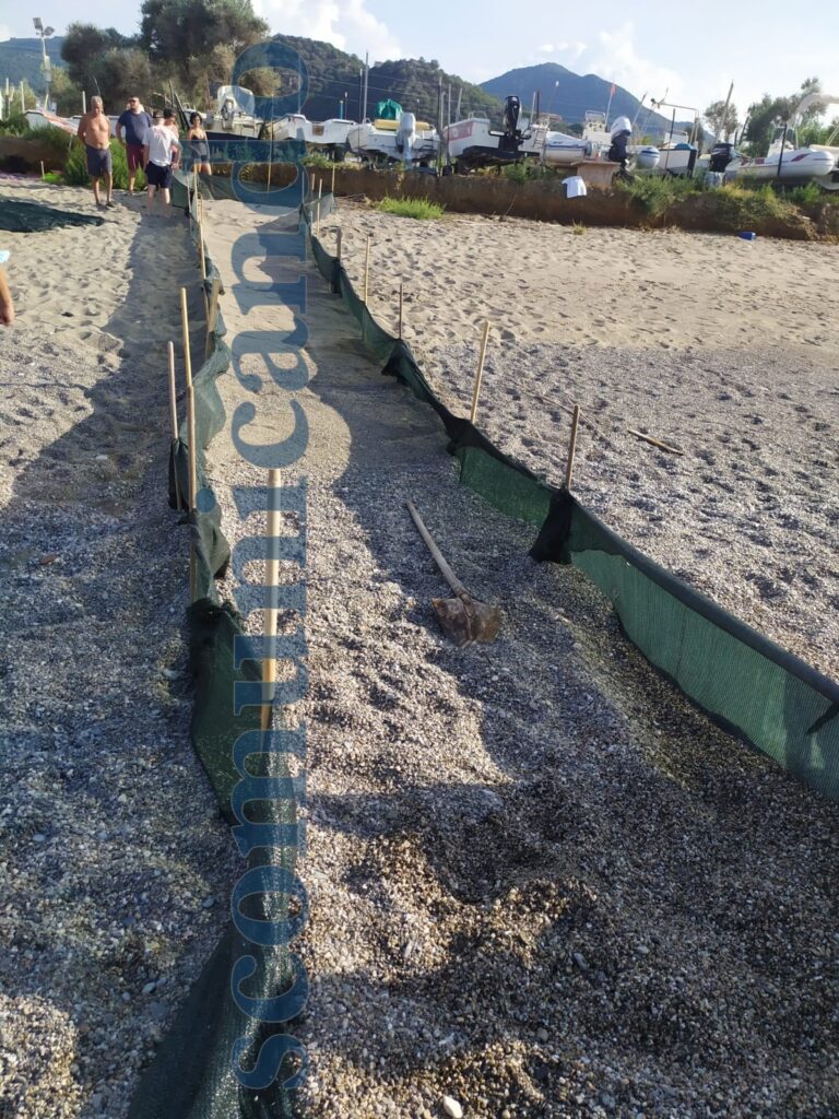 SCHIUSE – I piccoli di “Mamma Caretta” sulla spiaggia di Piraino