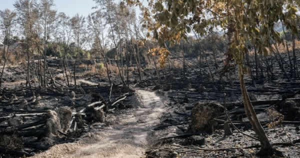 SICILIA – Prevenzione incendi, pronta graduatoria che distribuisce 45 milioni