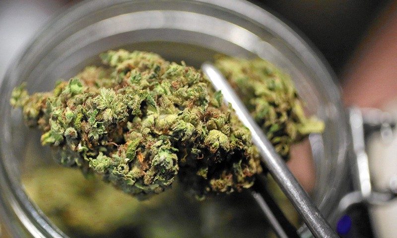 CANNABIS TERAPEUTICA – Via al corso “Uso terapeutico, prescrizione ed erogazione dei preparati a base di cannabinoidi”