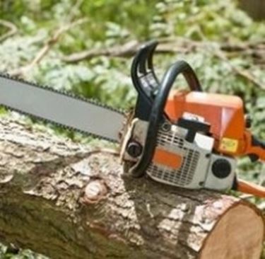 CONSULTE PATTESI – Quegli alberi non si devono tagliare