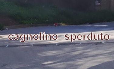 SPERDUTO – Un cagnolino vaga nell’area dello svincolo autostradale di Brolo