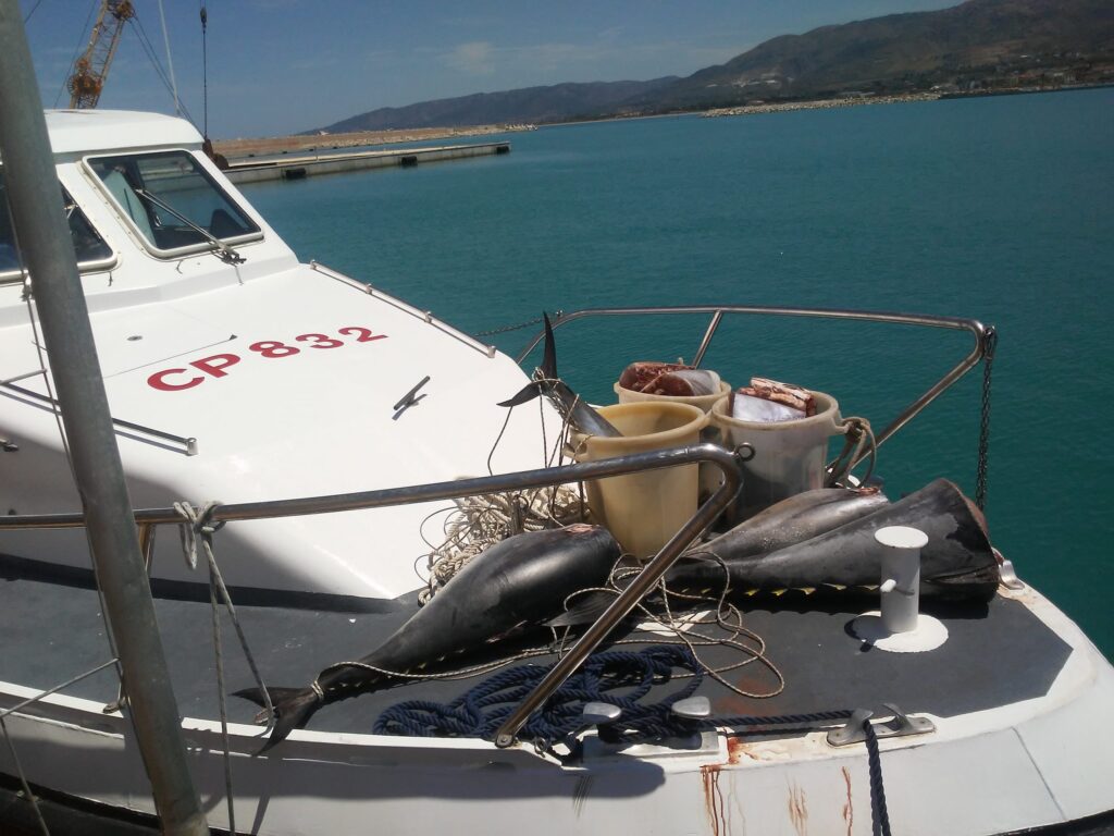 SANT’AGATA DI MILITELLO – Sequestrati oltre 300 kg di tonno rosso