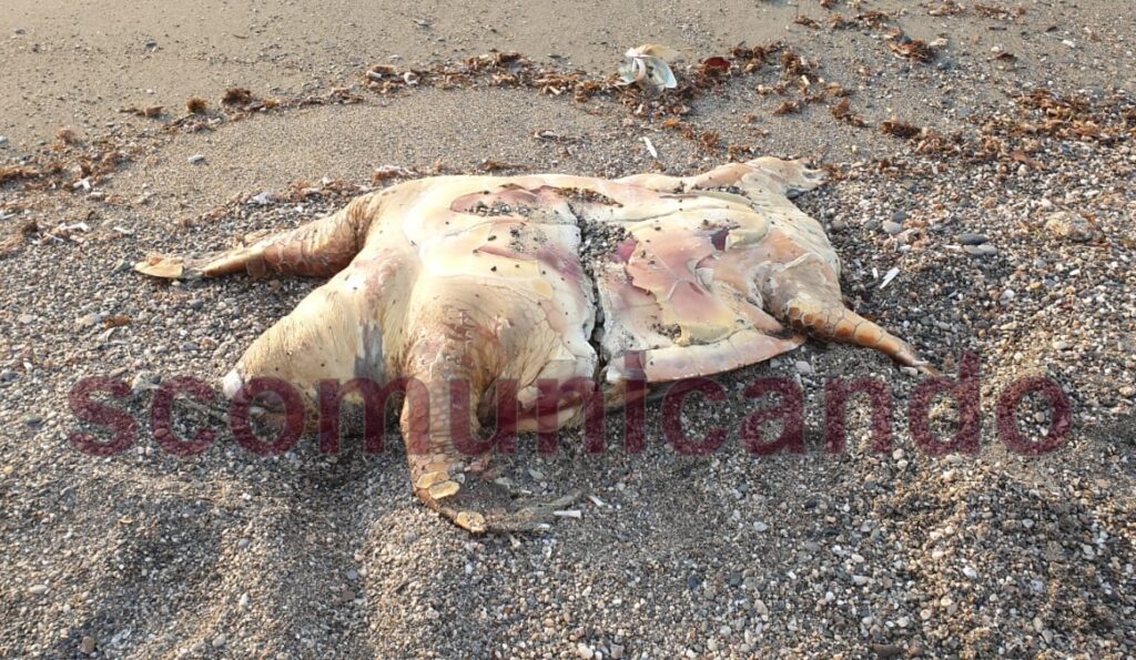 FINE DI UNA STORIA – Carcassa di tartaruga ritrovata sulla spiaggia di Brolo