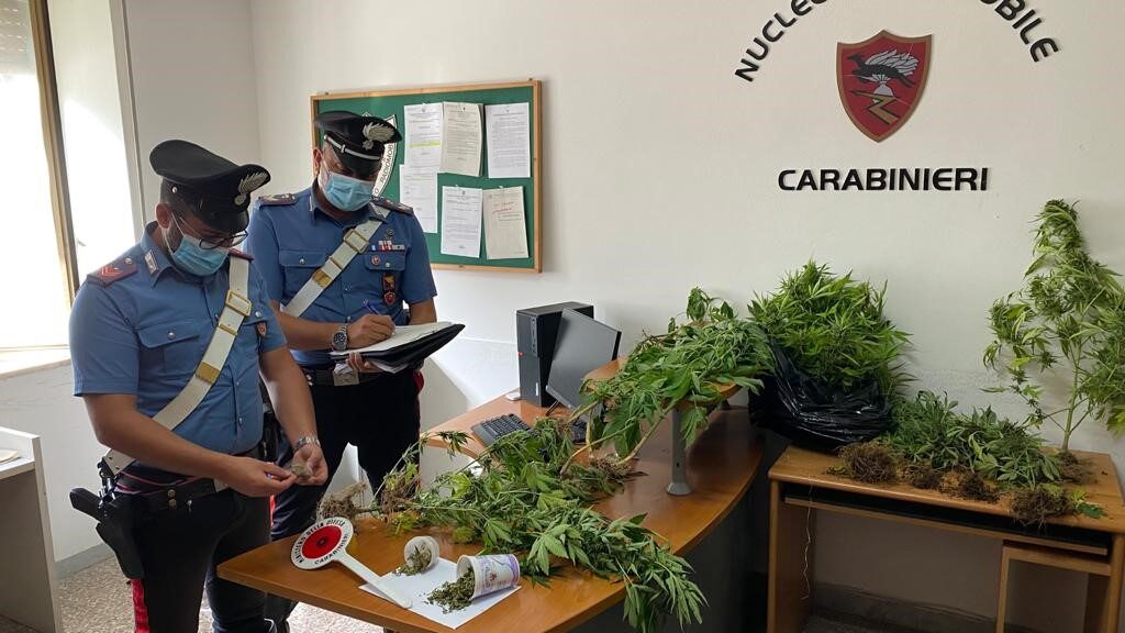 NASO – Cannabis tra i pomodori, arrestato 47enne