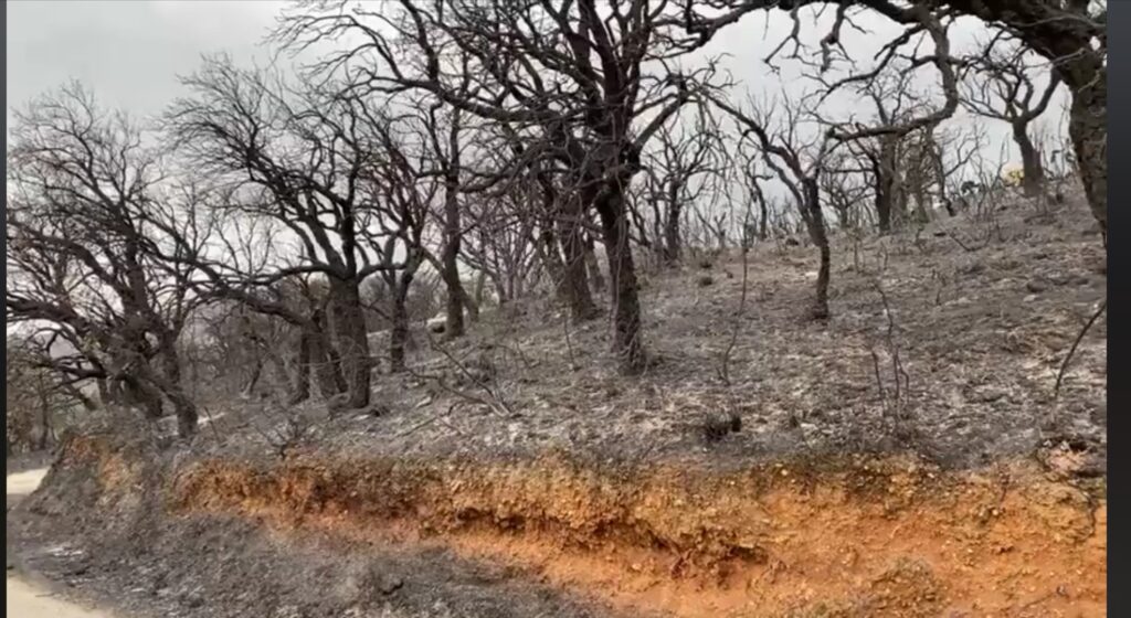 INCENDIO AMOLA – il Sindaco Ingrillì ringrazia Protezione  Civile,  Forestale e Vigili del Fuoco