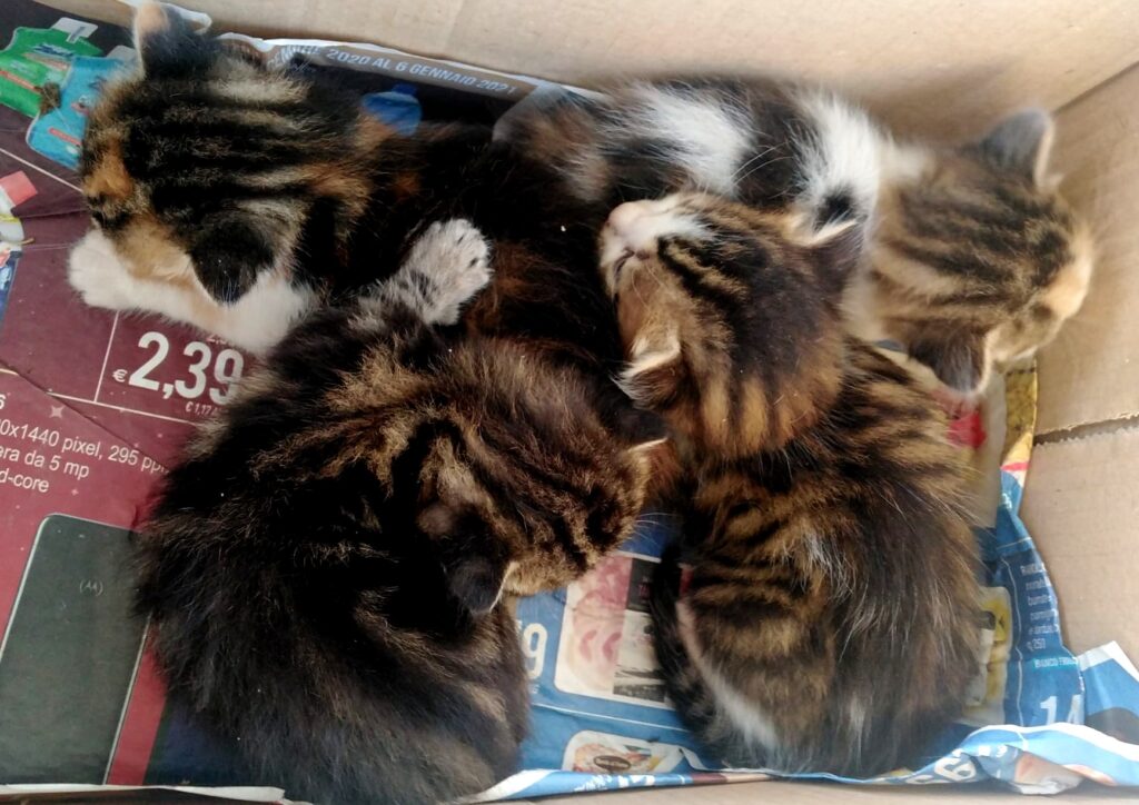 GATTINI – A Brolo, una storia a lieto fine ma con il retrogusto amaro