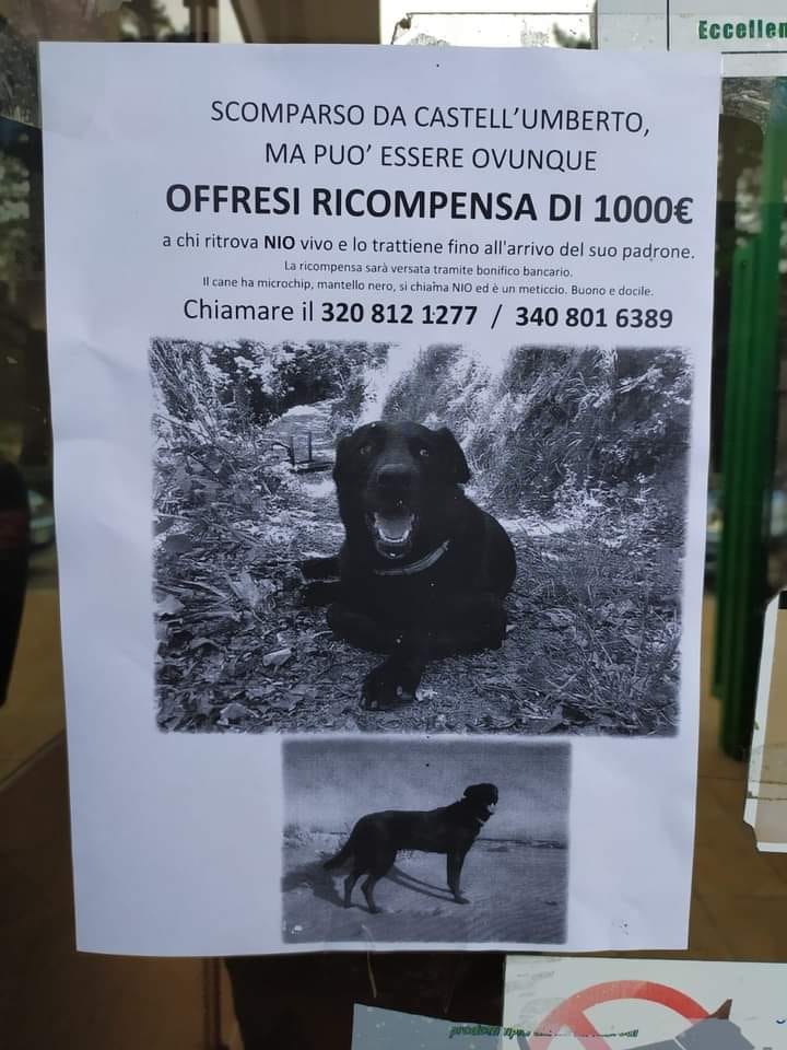 CERCASI MIU DISPERATAMENTE – Da oltre quindici giorni sono ancora vane le ricerche condotte H24 sui paesi del circondario umbertino