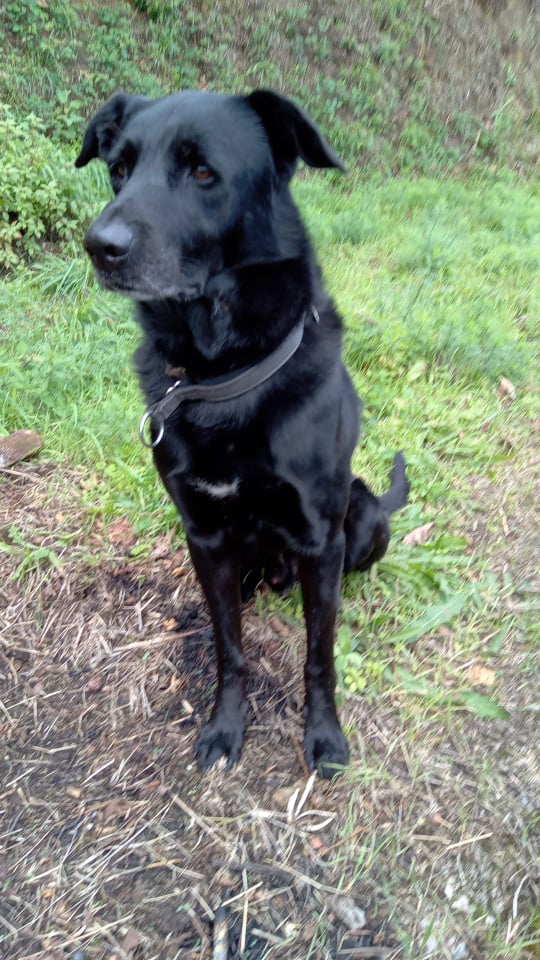 PATTI – Il regolamento animali d’affezione presto in commissione