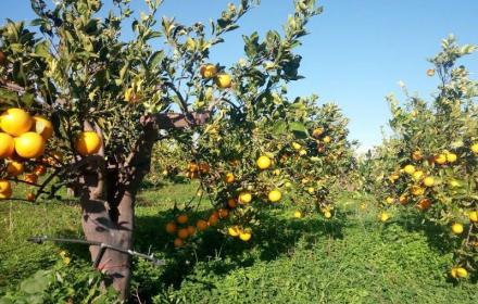 SICILIA – Agricoltura, ristori fino a 15 mila euro alle imprese colpite dal lockdown