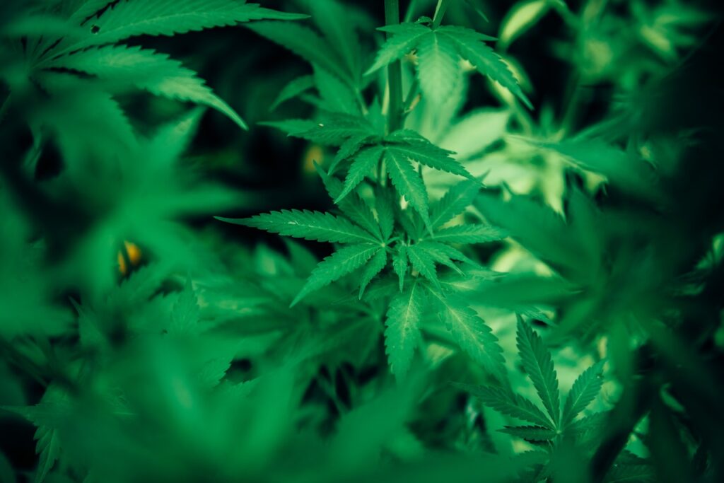 CBD CONTRO I DOLORI MESTRUALI – Ecco cosa sapere