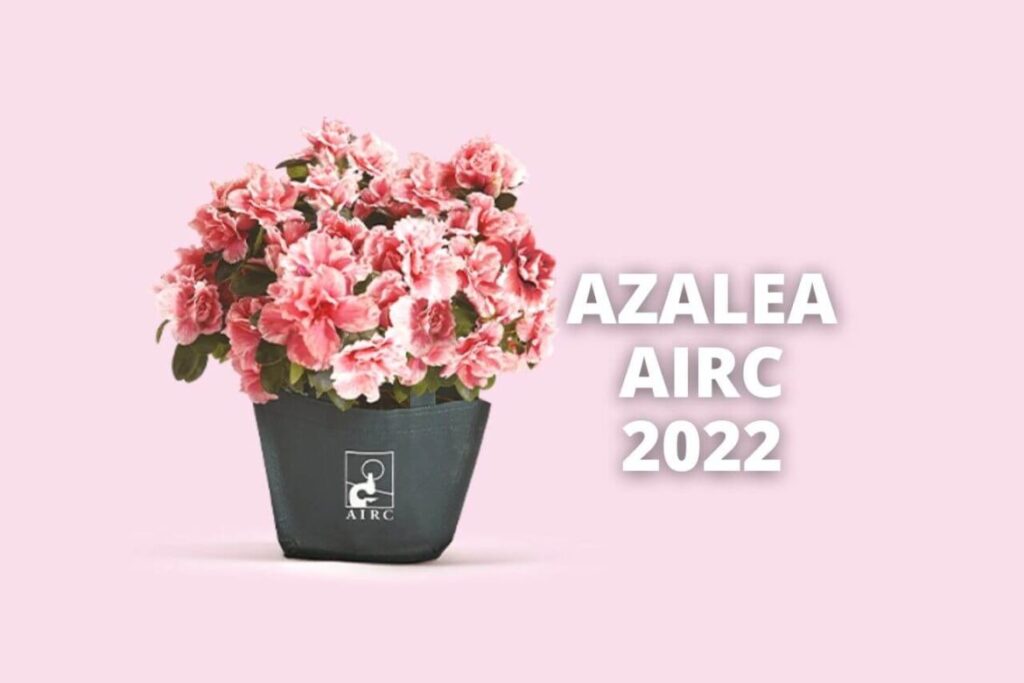 FESTA DELLA MAMMA – Anche a Messina l’Azalea della Ricerca di AIRC