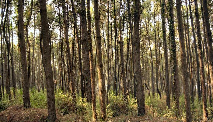 FORESTAZIONE URBANA – Approvato avviso rivolto ai Comuni per proposte di forestazione urbana, periurbana ed extraurbana