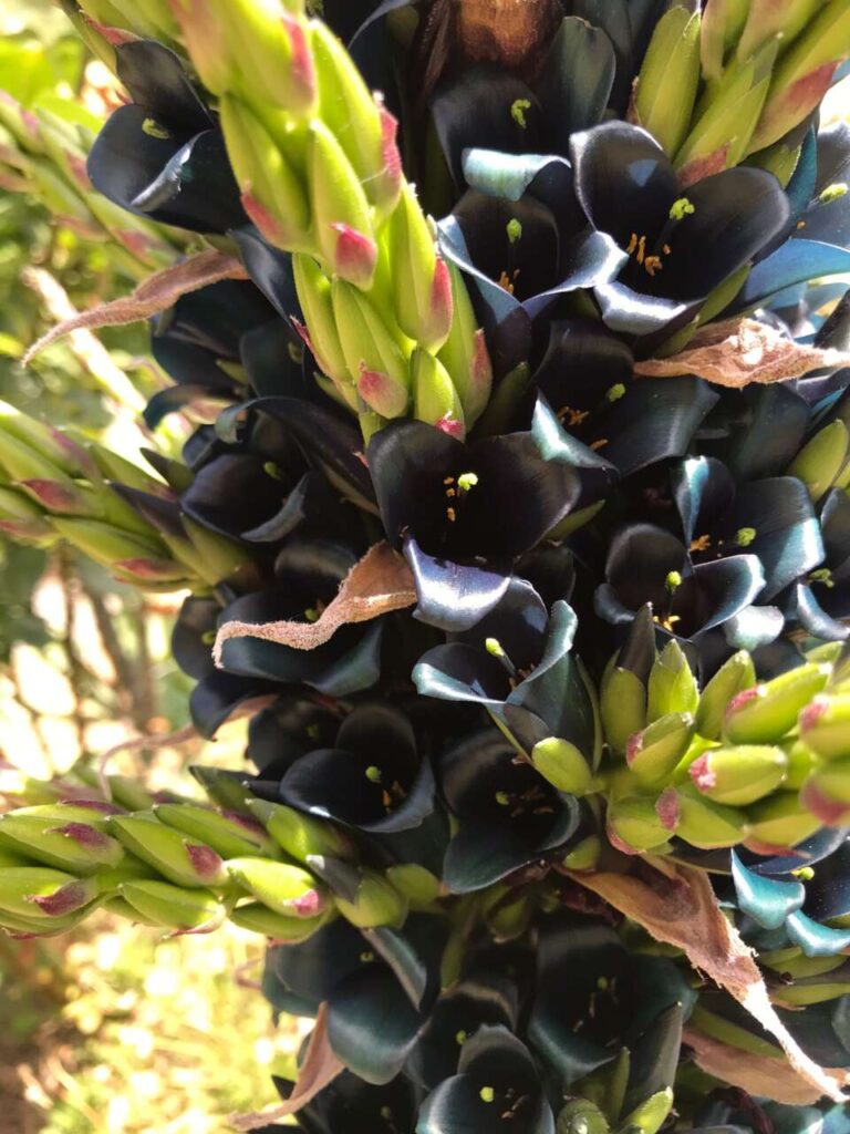 SINAGRA COMUNE FIORITO – Fiorisce la rara Puya Alpestris