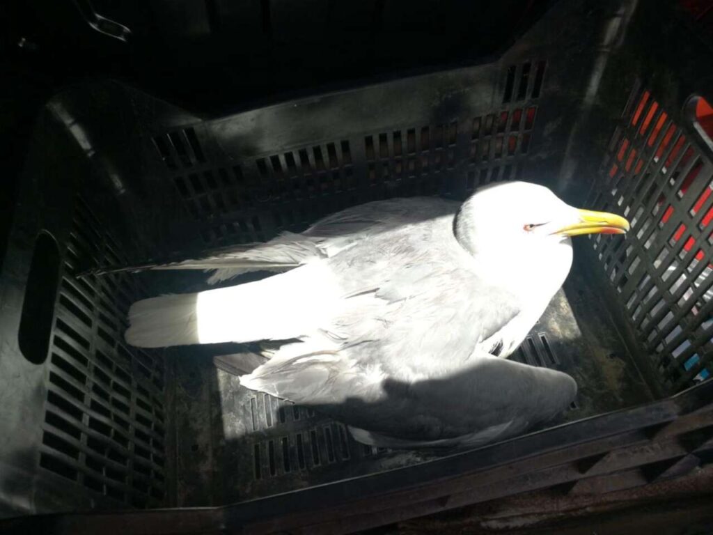 PATTI – Soccorso un gabbiano reale ferito