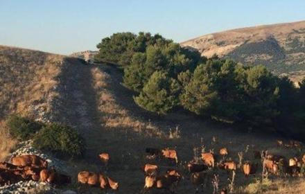 AGRICOLTURA – Un fondo da 50 milioni per imprenditori siciliani colpiti da crisi per la guerra