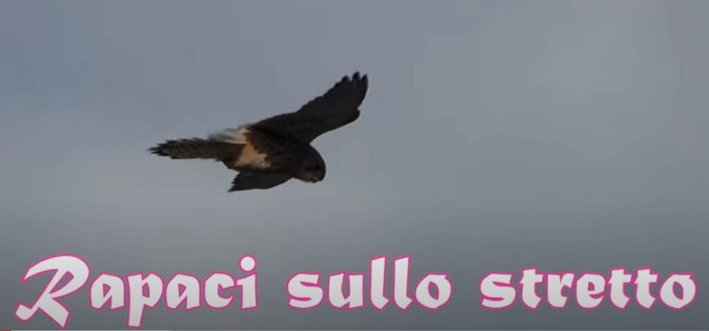 CORTOMETRAGGI – Pino Pullella conquista Madrid al Festival sui cambiamenti climatici