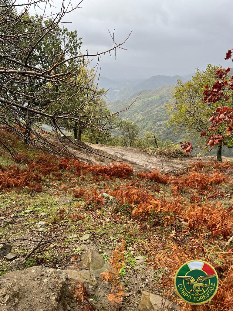 CESARO’ – Forestale eleva sanzioni per taglio illecito di numerose piante
