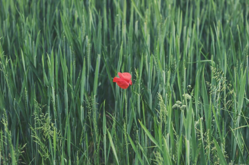 SOSTENIBILITA’ – Tutti i simboli del green