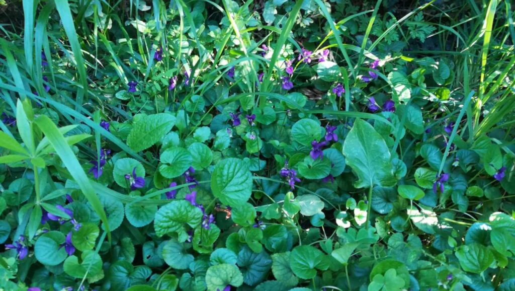 SINAGRA – Si è svolta la 15° edizione della passeggiata alla raccolta delle violette