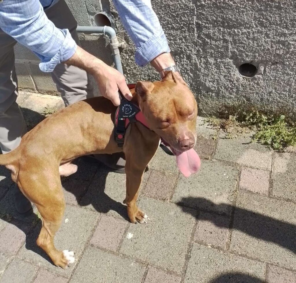 BROLO – Giovane pit bull cerca casa