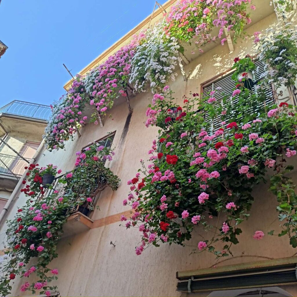 SINAGRA – “Comune Fiorito” giardini aperti per ammirare fioriture spettacolari