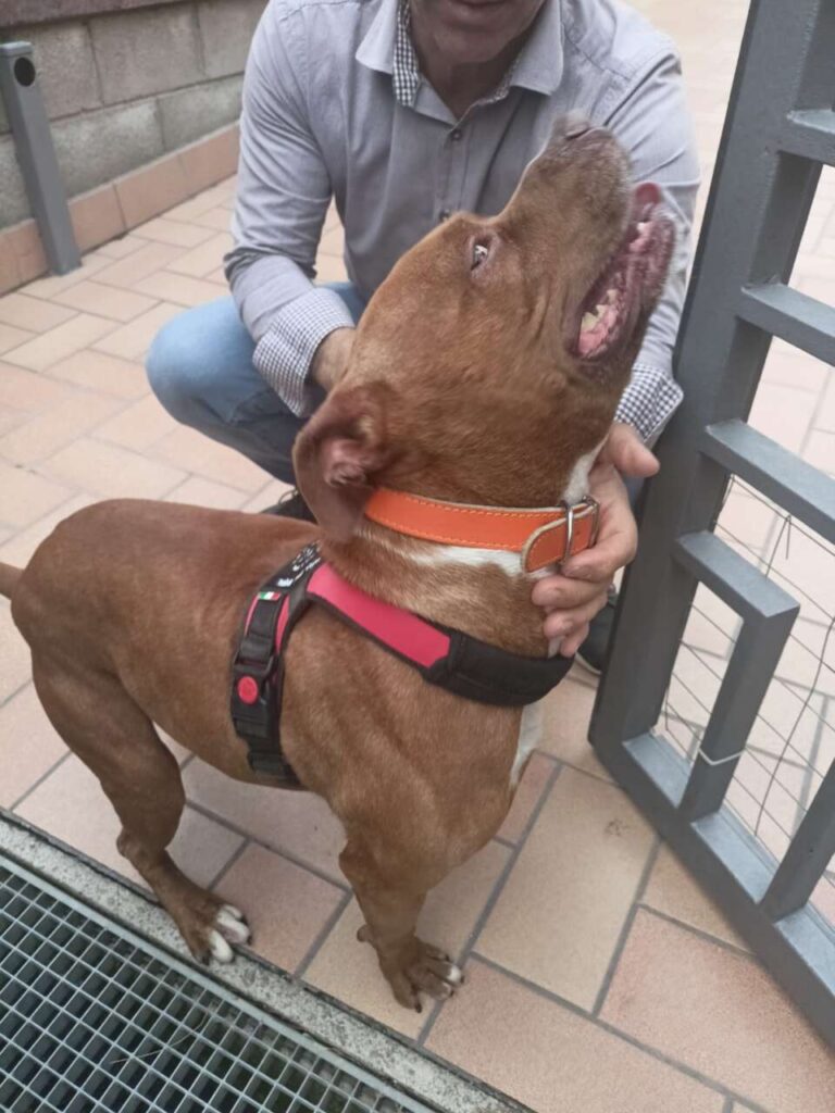 BROLO – Ettore ha trovato casa?
