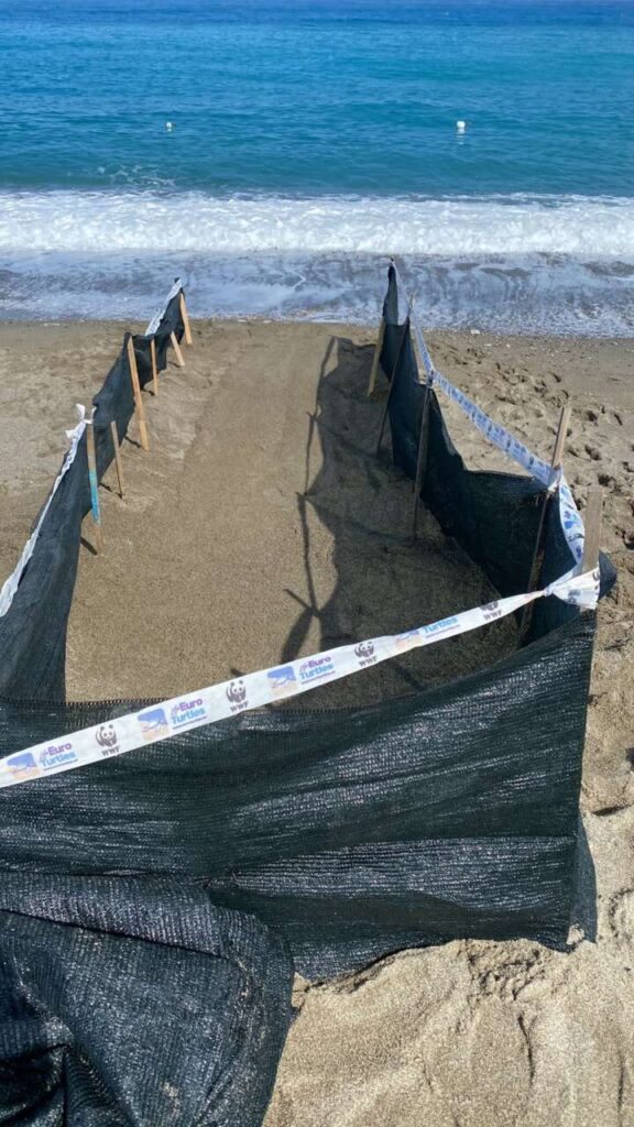 MERAVIGLIE IN SPIAGGIA – La schiusa della Caretta Caretta a Brolo