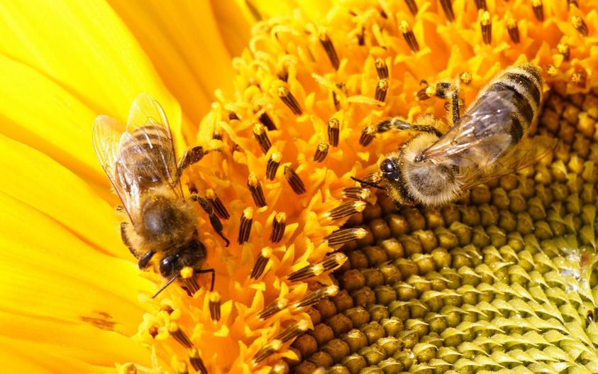 QUASI UN EDIT(T)ORIALE – Abc o le api e i fiori