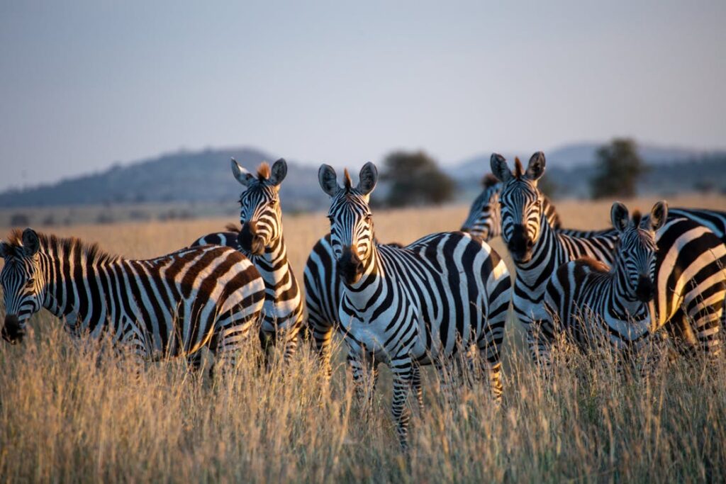 VIAGGIARE – I paesi africani da visitare assolutamente