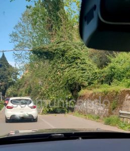 “TAPPO” SULLA STATALE – Oggi pomeriggio. Lunghe file per un albero caduto alla Filanda