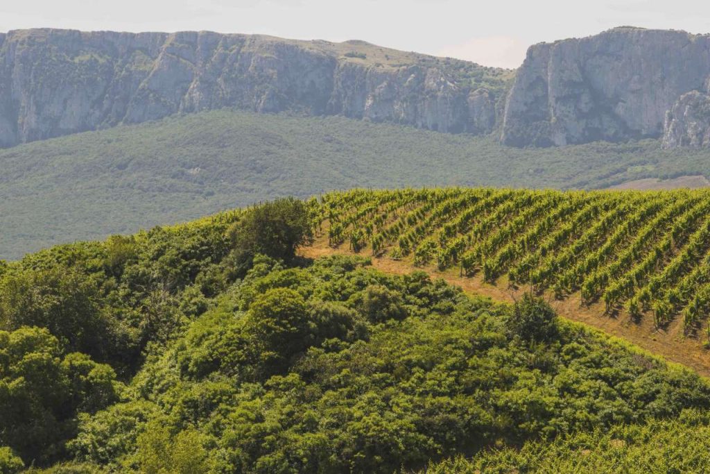 ASSOENOLOGI SICILIA – Al 29esimo Enosimposio sarà al proscenio il Consorzio di tutela vini DOC Sicilia