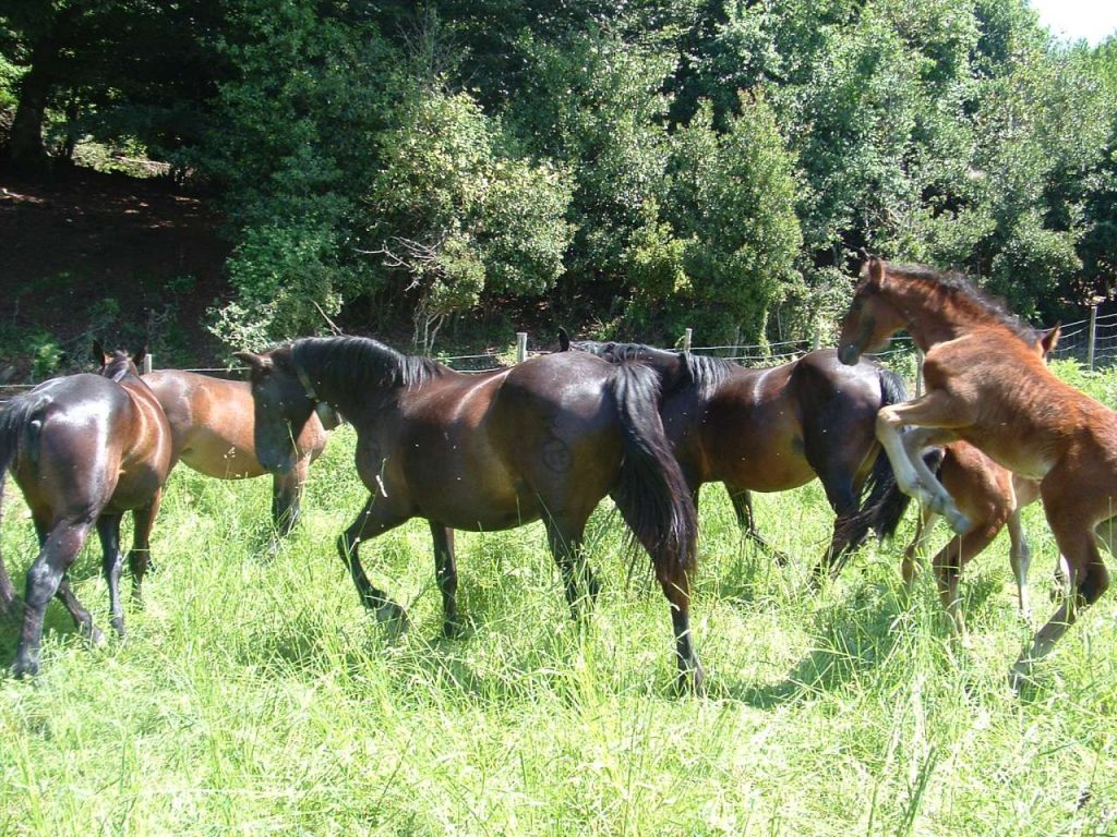 AREAS AL G7 DI SIRACUSA – In vetrina il cavallo sanfratellano