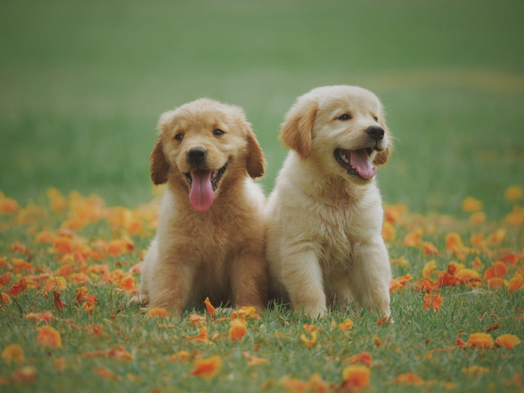 BONUS ANIMALI DOMESTICI – Come funziona? Te lo spiega Petz.it, il portale dedicato agli animali