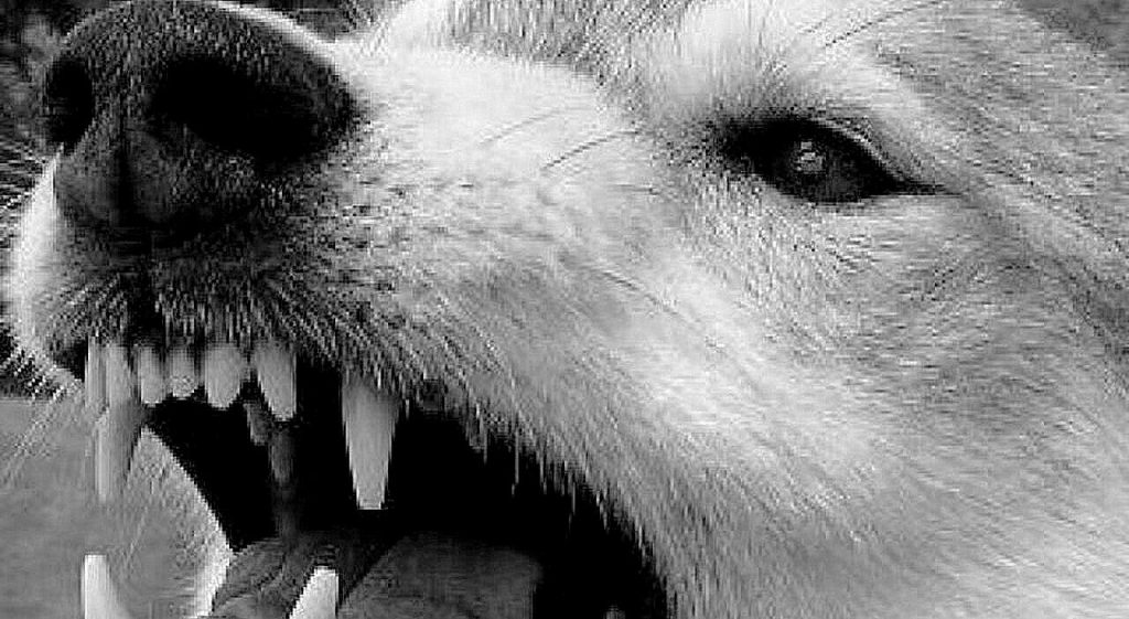 IN CODICE ROSSO – Due cani azzannano un uomo a San Giorgio di Gioiosa Marea