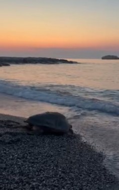 BROLO – Nido di tartaruga marina sulla spiaggia?
