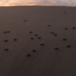 EMOZIONI AL TRAMONTO - Anche a Brolo a schiusa delle uova di Caretta caretta