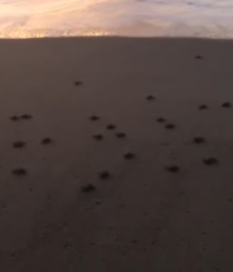 EMOZIONI AL TRAMONTO – Anche a Brolo a schiusa delle uova di Caretta caretta