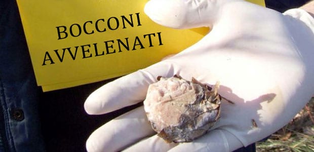 BROLO – Ancora bocconi avvelenati. L’obiettivo sono i gatti: l’allarme che non cala